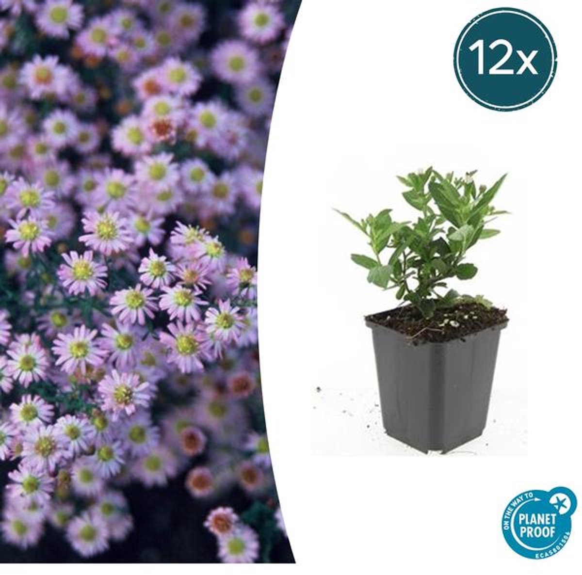 12x Aster ageratoides 'Stardust' - 10-25cm - Ø9cm