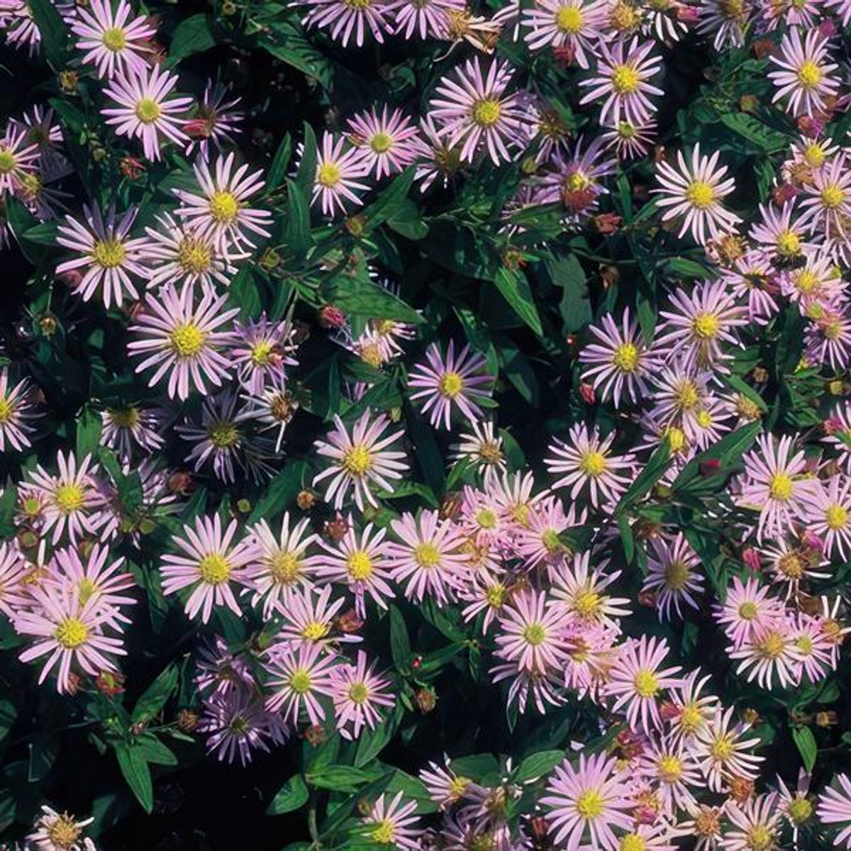24x Aster ageratoides 'Asran' - 10-25cm - Ø9cm