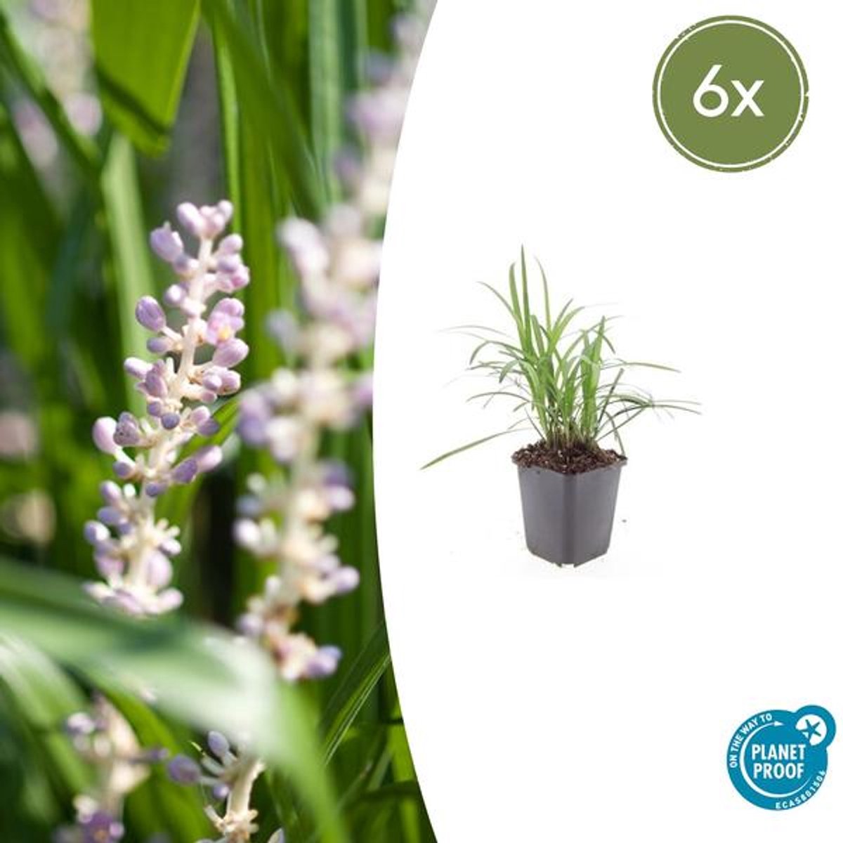 6x Liriope muscari 'Monroe White' - 10-25cm - Ø9cm