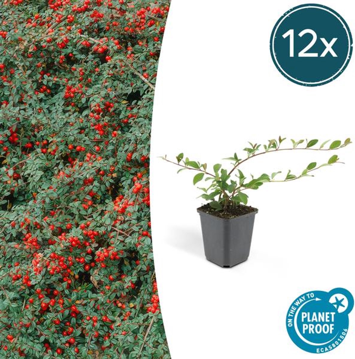 12x Cotoneaster dam. 'Major' - 25cm - Ø9cm
