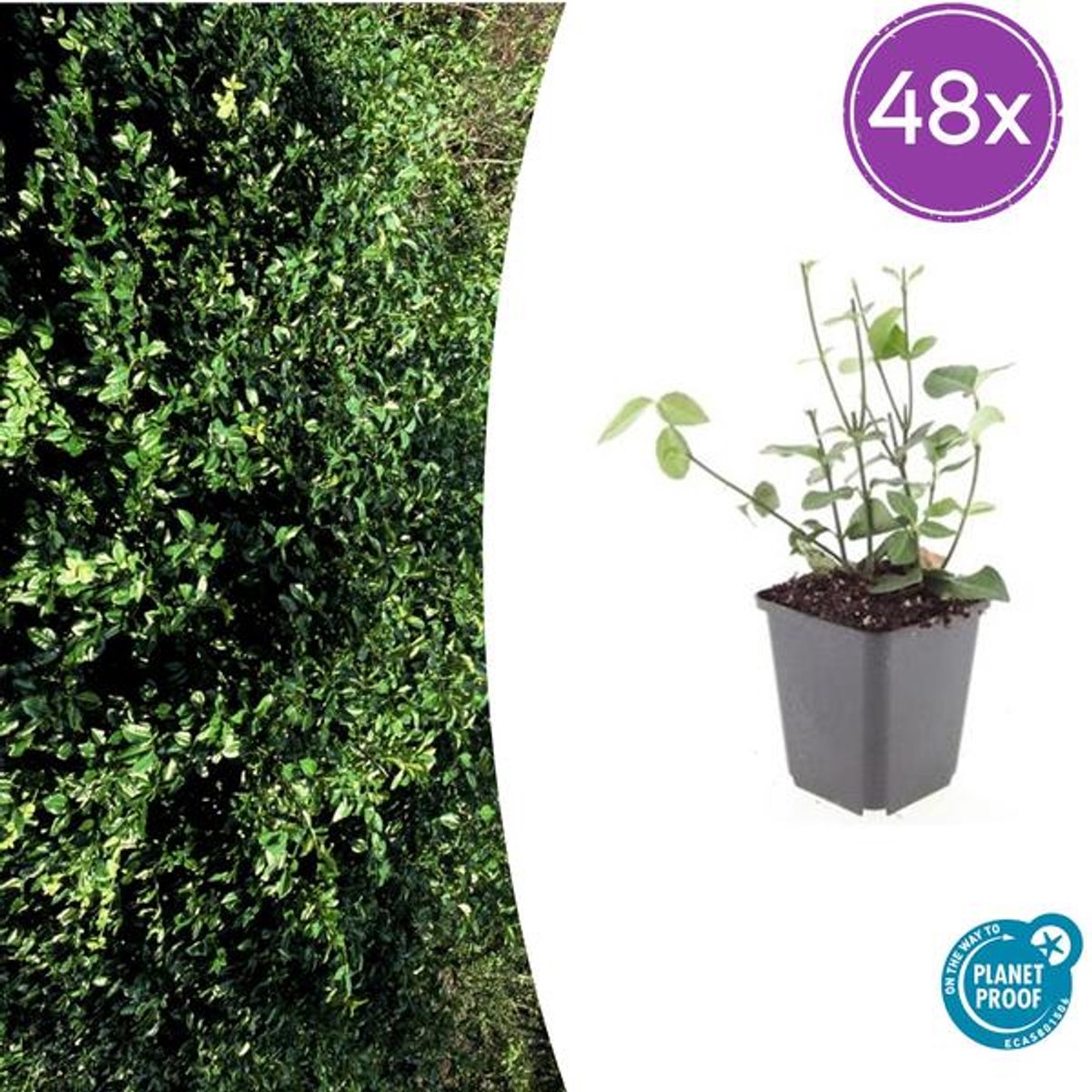 48x Euonymus fort. 'Coloratus' - 10-25cm - Ø9cm