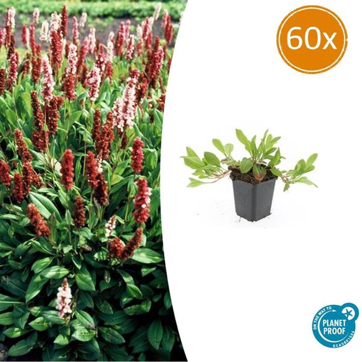60x Persicaria aff. 'Darjeeling Red' - 10-25cm - Ø9cm