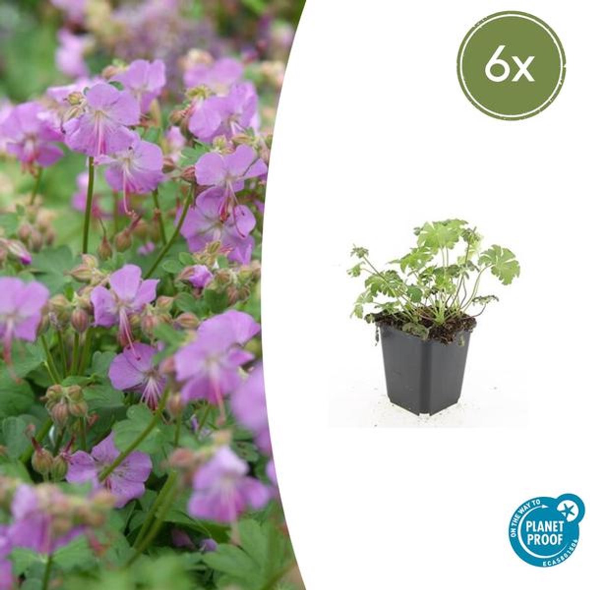 6x Geranium cant. 'Cambridge' - 10-25cm - Ø9cm