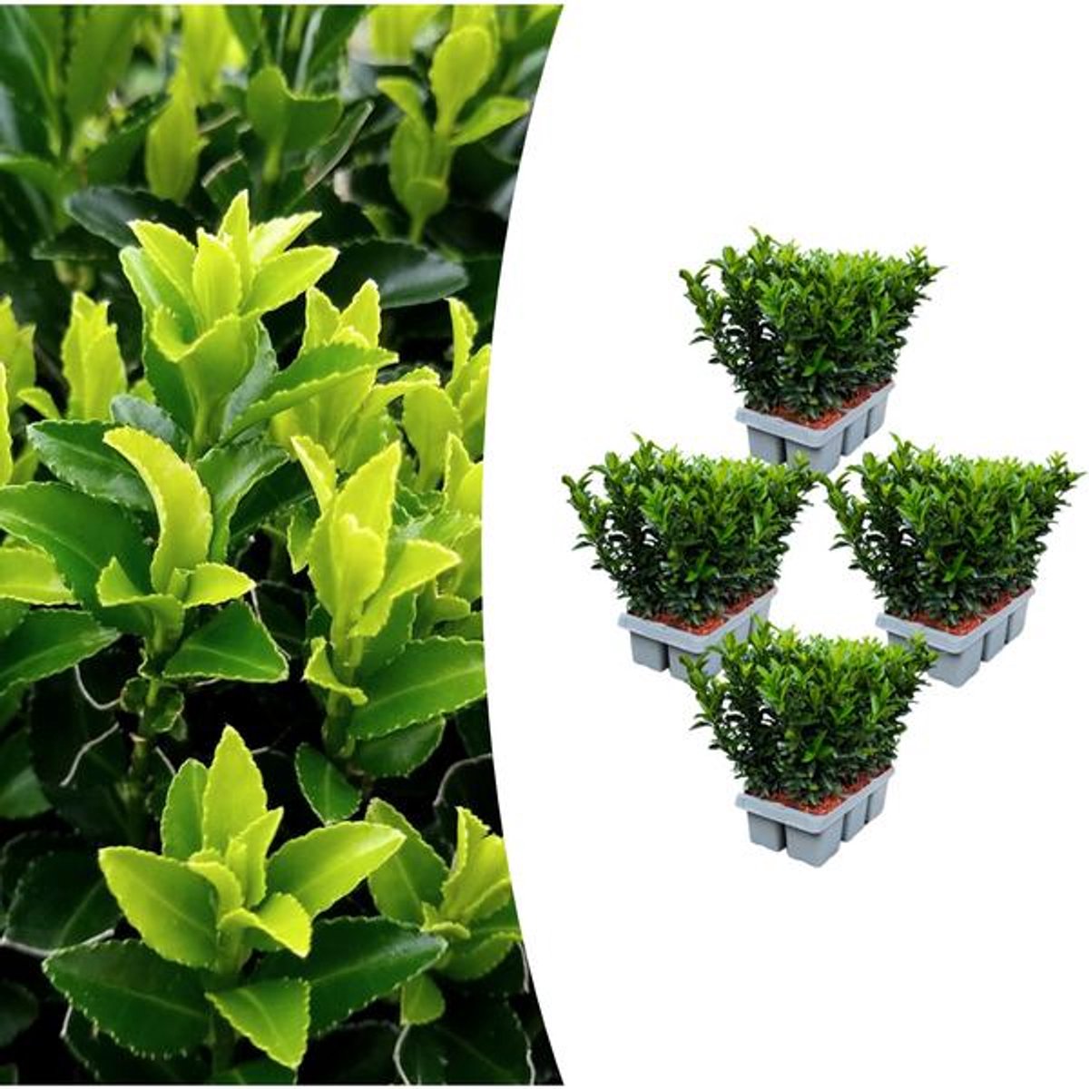 4 x 6 pack Euonymus 'Green Spire' - Ø 7 cm - ↨ 15 cm
