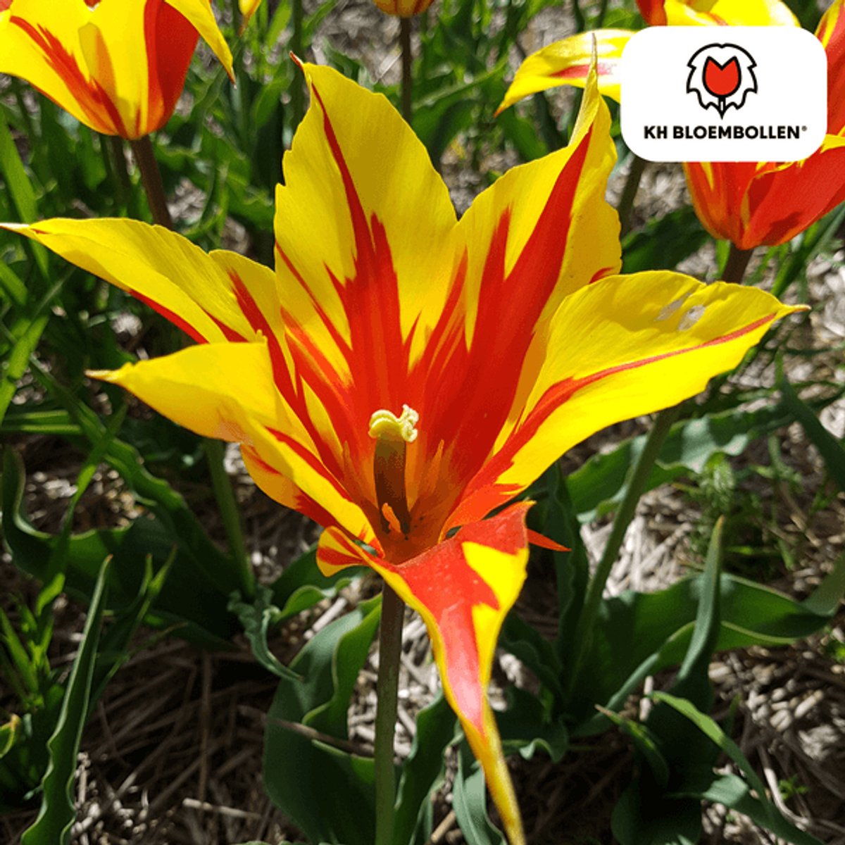 Tulpenbollen Fire Wings – 20 Stuks | Rood-Geel Gevlamde Tulp – Vurig & Opvallend – Voor Tuin of Pot – Maat 11/12 – Vers van de Teler