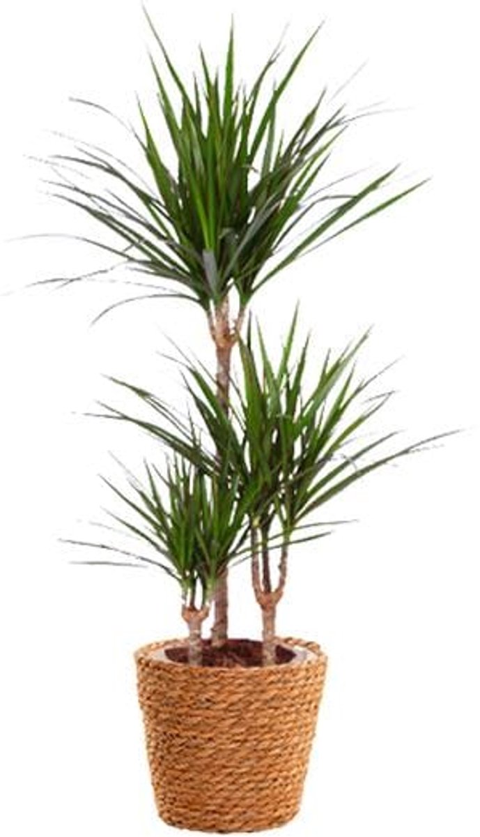 Dracaena Marginata - Ø21cm - 95cm + zeegras mand