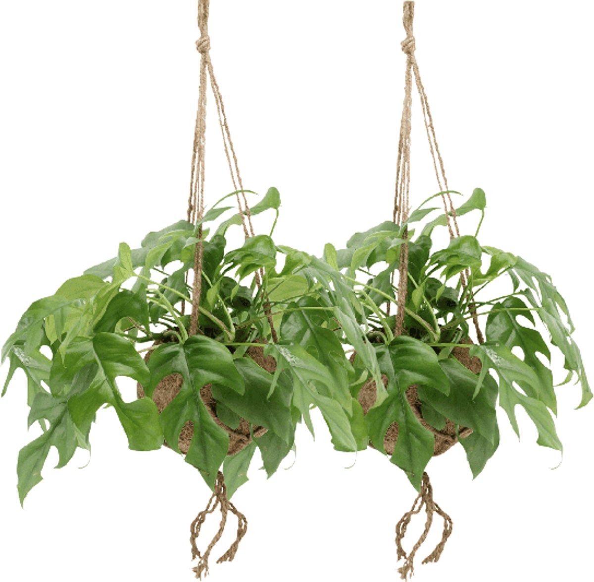Kokodama Monstera Minima Hang (Gatenplant) - 2 stuks - Ø15cm - 25cm