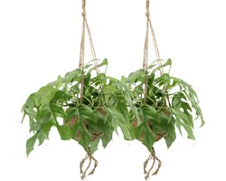 Kokodama Monstera Minima Hang (Gatenplant) - 2 stuks - Ø15cm - 25cm