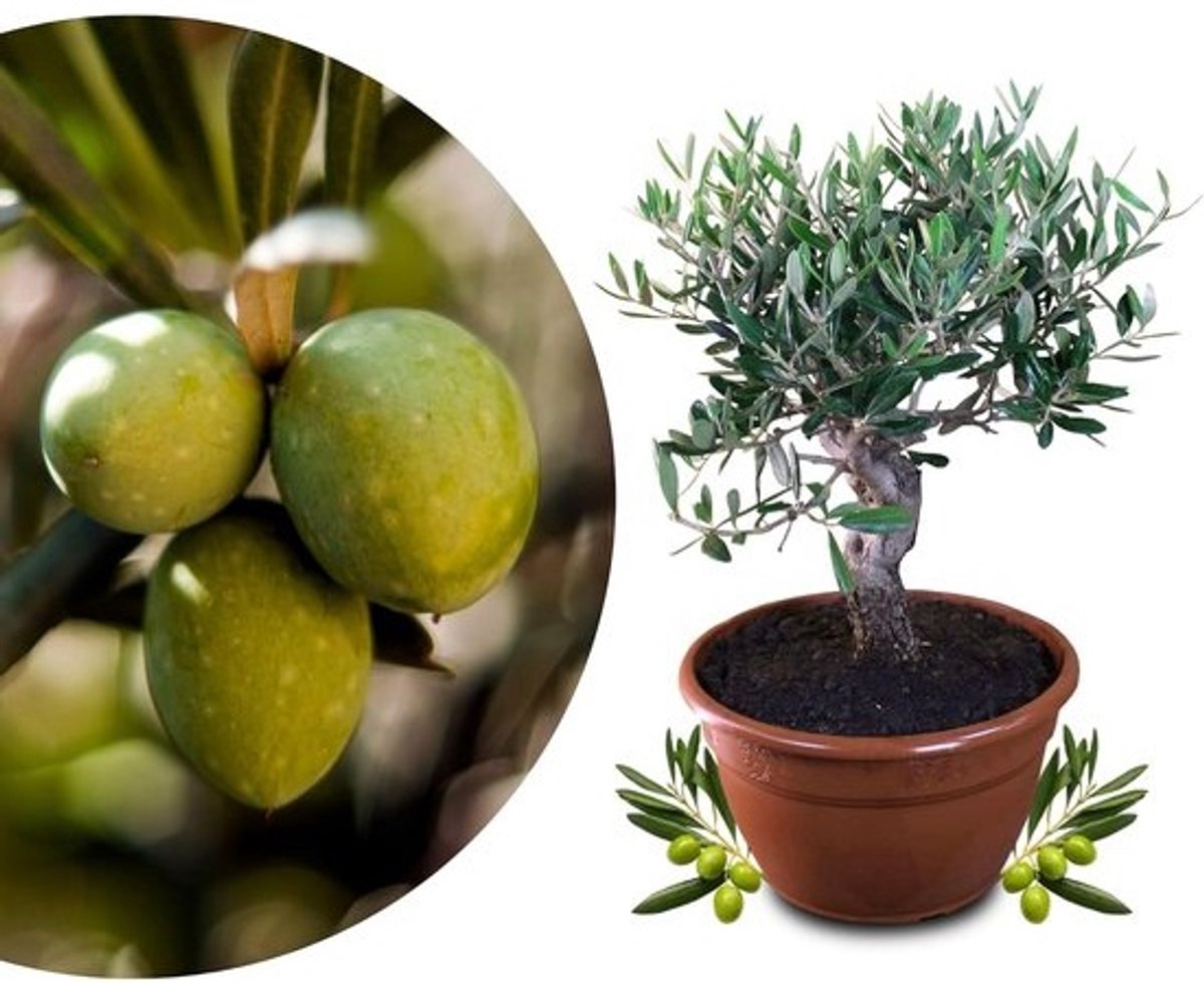 Olijfboombonsai - Echte Olea Europaea met Dikke Stam in 25 cm Kom