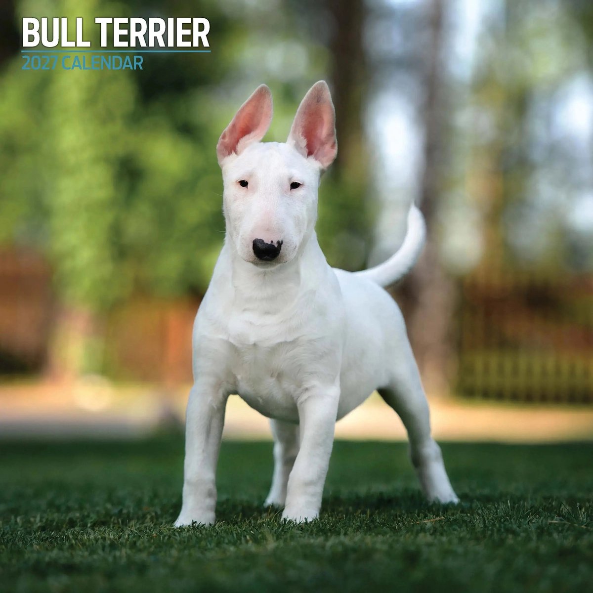 Bull Terrier Kalender 2027