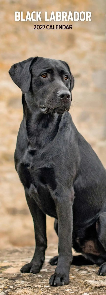 Labrador Retriever Kalender Zwart 2027 Slimline