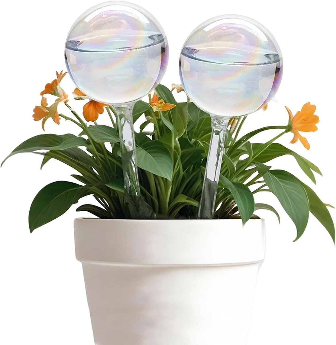 Automatische Bewatering voor Bloempotten - Transparante Waterdispenser van Glas - Geschikt voor Binnen en Buiten - ShopVlot