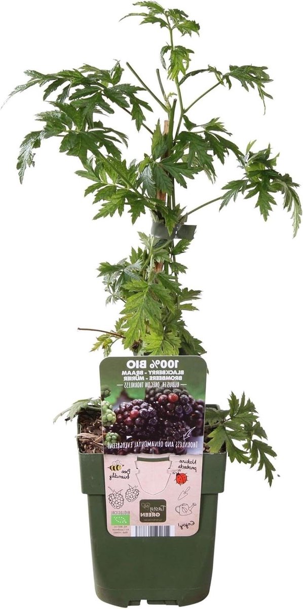Doornloze Klimbraam - Fruitstruik Moerbei - Zelf Fruit Plukken - Doornloos Klimmend - 45 cm - Paars Zwart