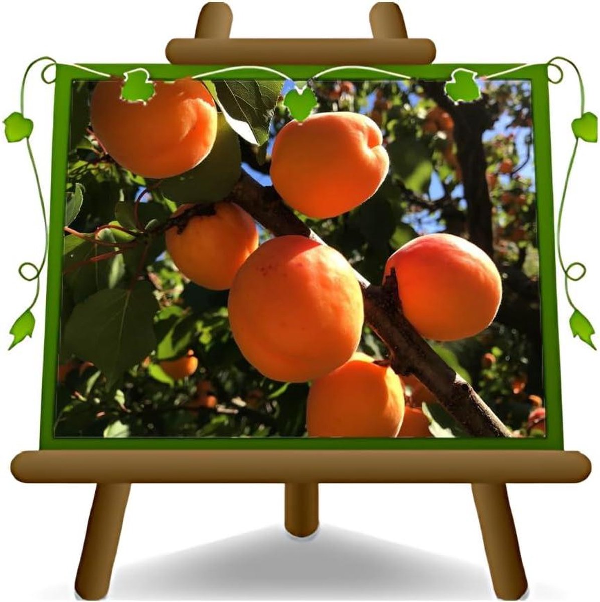 Dwerg abrikoos fruitplant - Fruitboom dwerg - Fruit kweken - Zelfvruchtbaar - Pot 24 cm - Groen