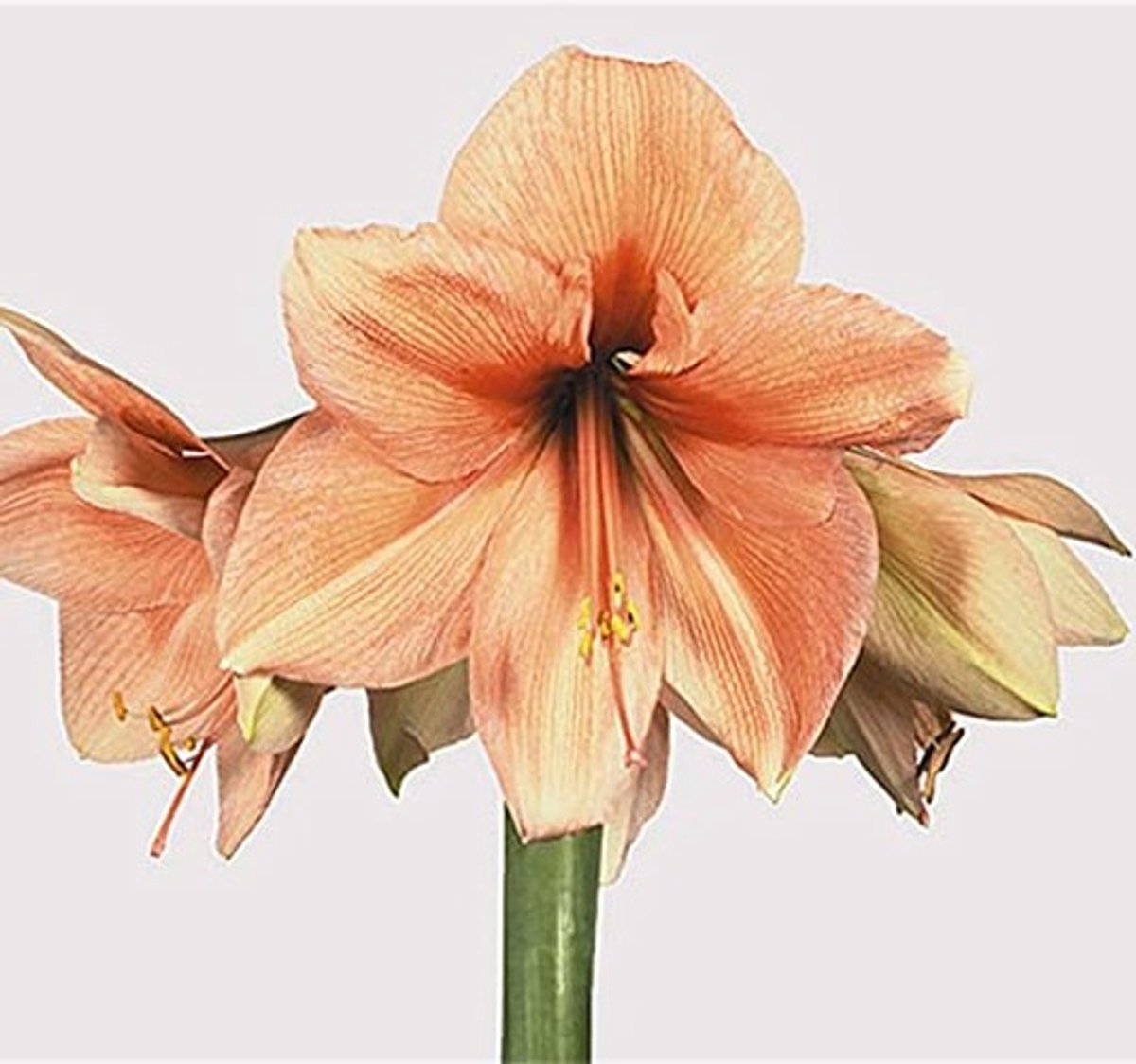 Elzusha - Set van 2 Amaryllis Bollen voor Eenvoudige Groei