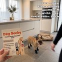 Franse buldog met zwarte antislip sokken, maat M. Staand in een keuken met een productverpakking.