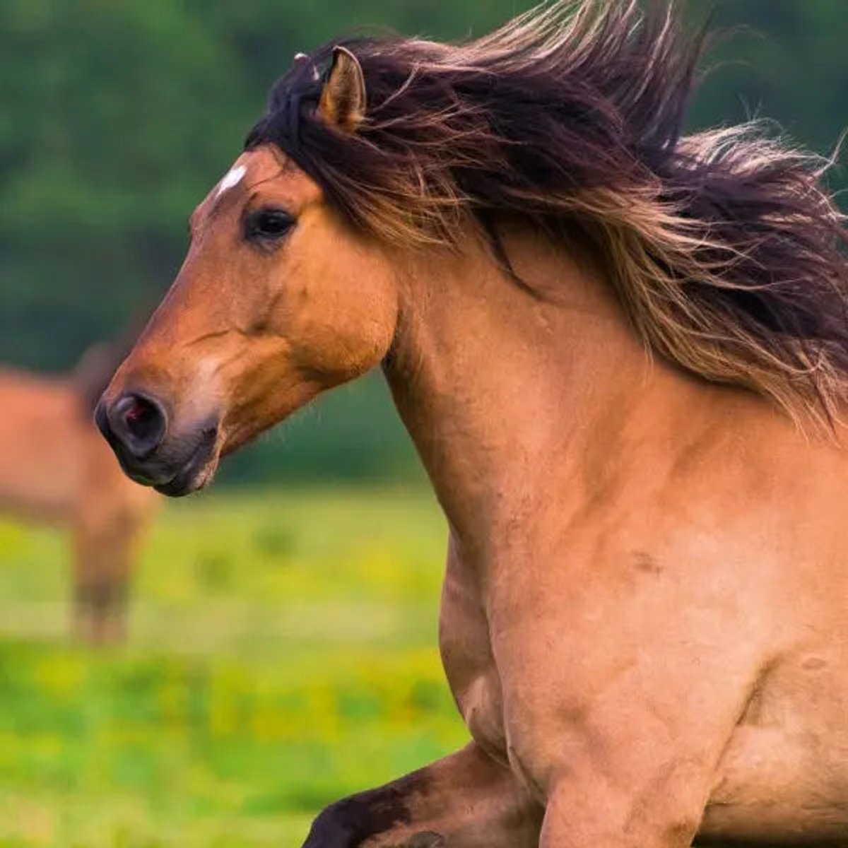 Magische Paarden Kalender 2027