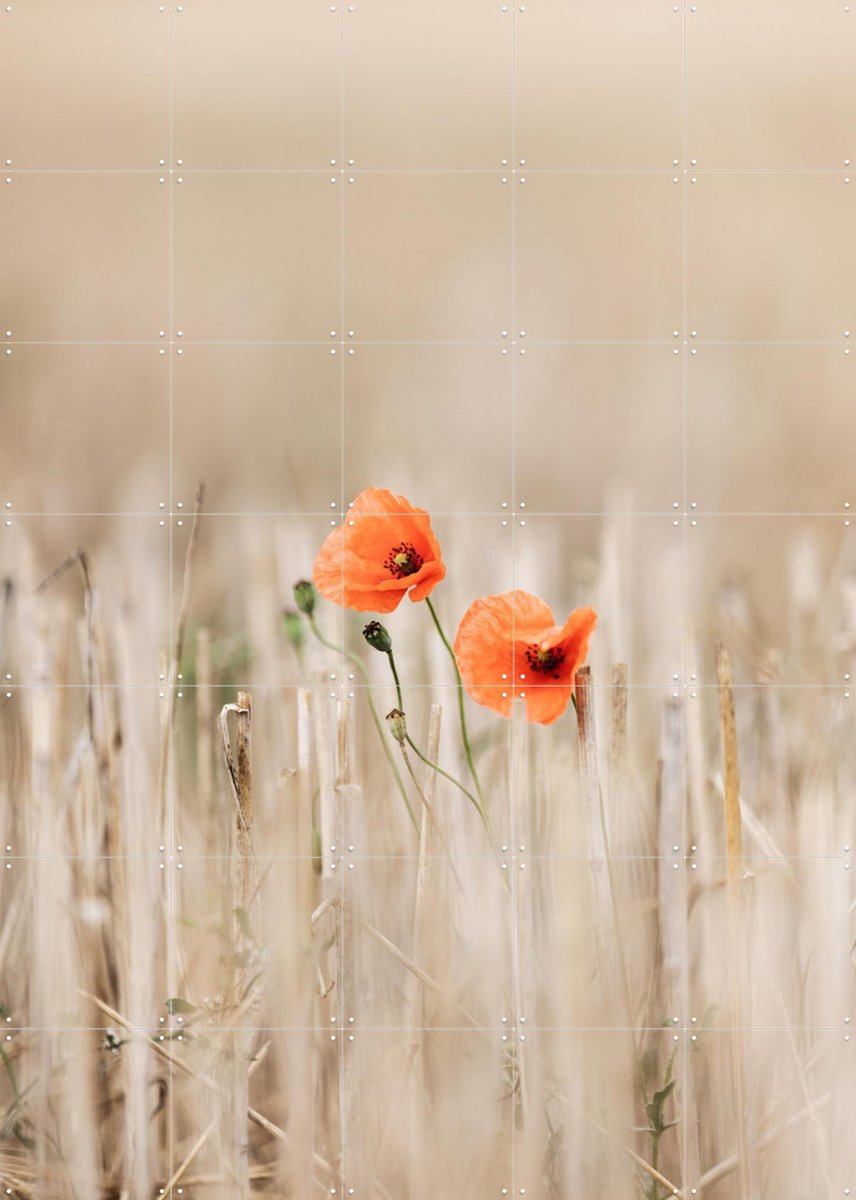 IXXI Summer Poppies, Mareike Böhmer - 100 x 140 cm - Gratis ophangtool - Grote wanddecoratie en posters - Fotografie, Slaapkamer, Gang, Woonkamer