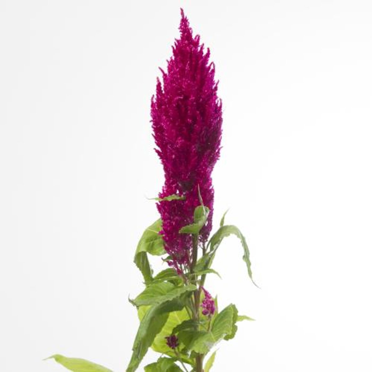 20x Cel.pl.century purple rose 70cm