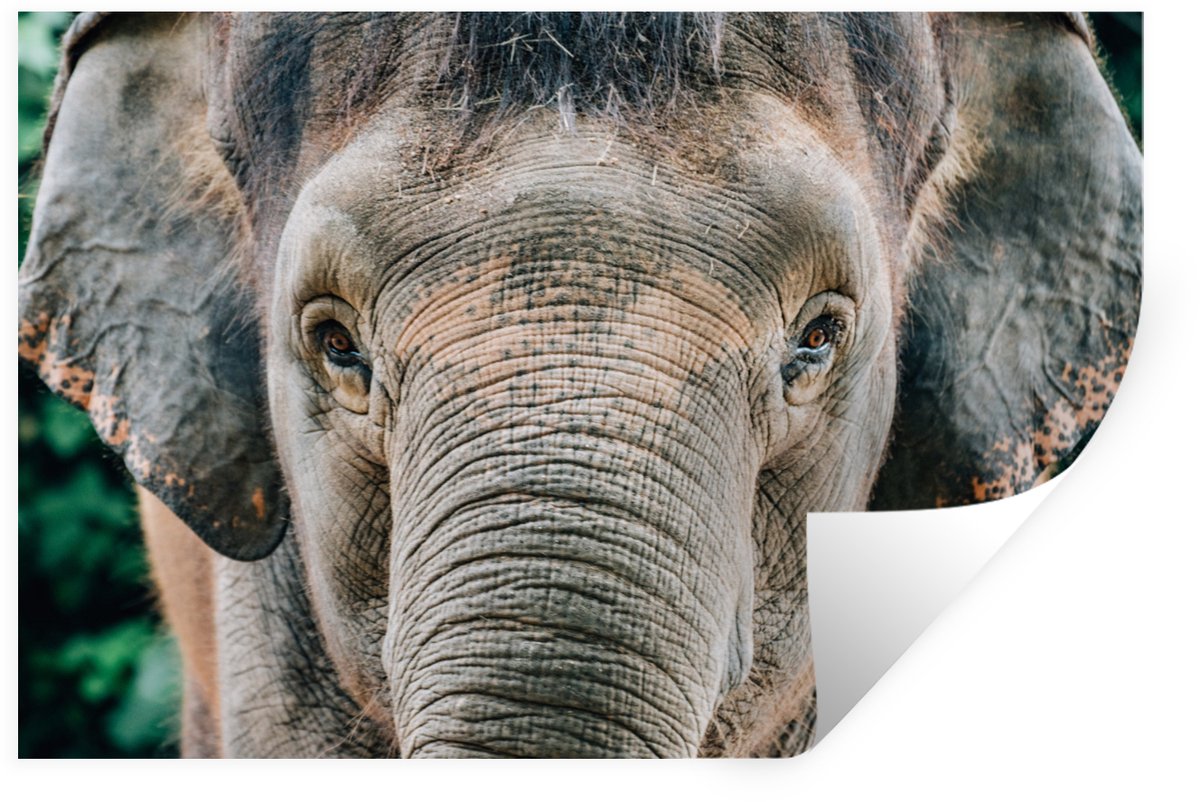 Muurstickers - Sticker Folie - Close-up olifant - 90x60 cm - Plakfolie - Muurstickers Kind