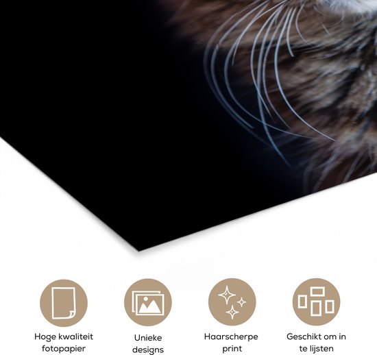 Poster Chat Maine Coon fond noir 90x60 cm - Tirage photo sur Poster (décoration murale salon / chambre) / Poster Animaux domestiques