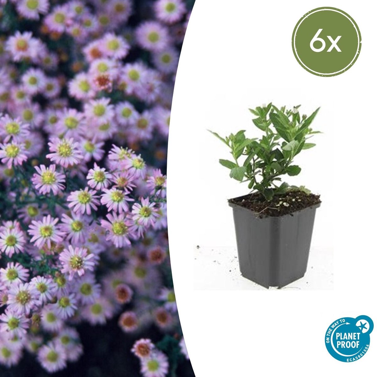 6x Aster ageratoides 'Stardust' - 10-25cm - Ø9cm