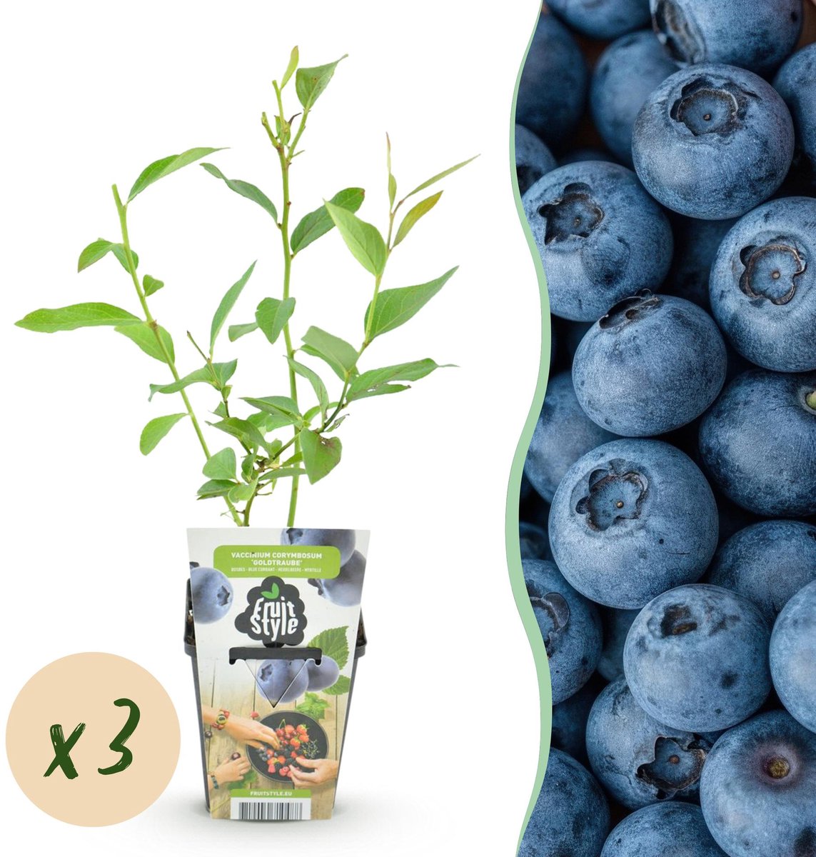 Fruitplanten - Blauwe Bes - Vaccinium corymbossum Goldtraube - Winterhard - 3 Planten - Pot 9 cm - Blauwe Bes