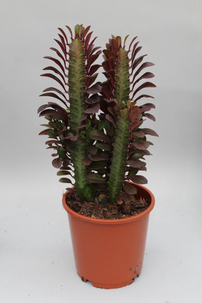 Euphorbia Trigona Rubra - Ø12cm - 40cm