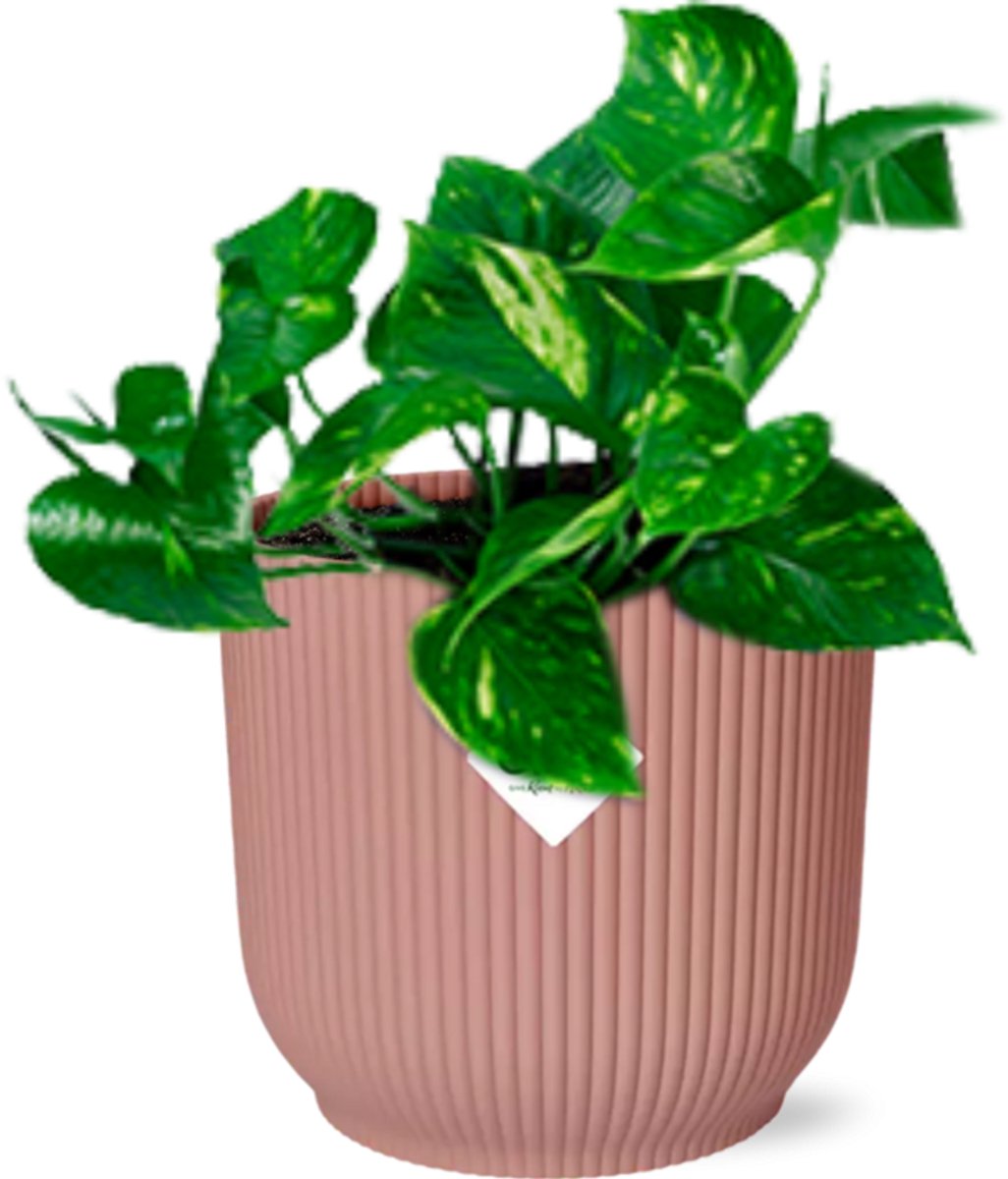 Epipremnum Pinnatum ‘Aureum’ in ELHO Vibes Fold 14cm roze