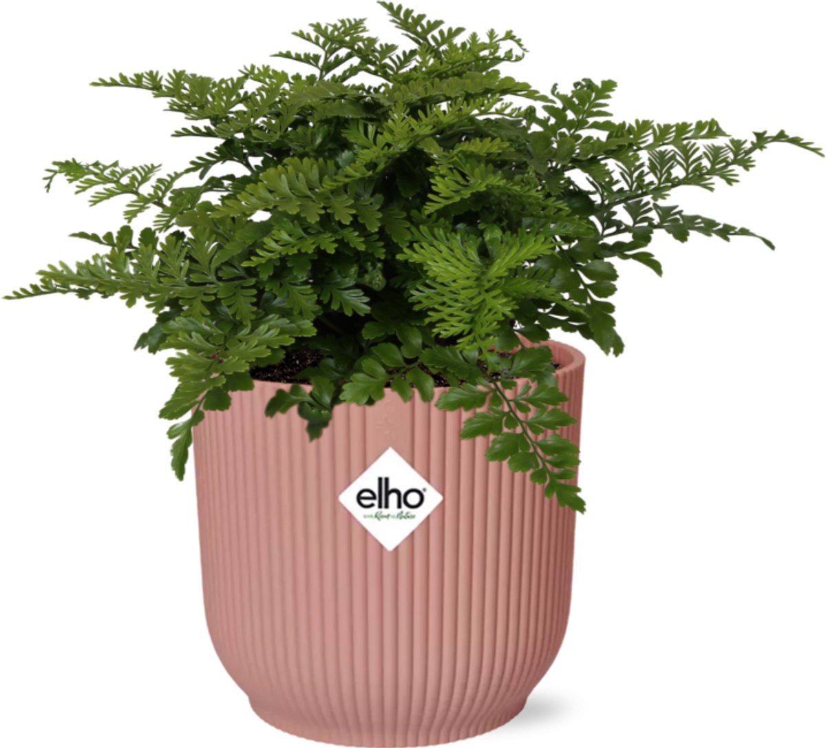 Asplenium Parvati in ELHO Vibes Fold 14cm roze