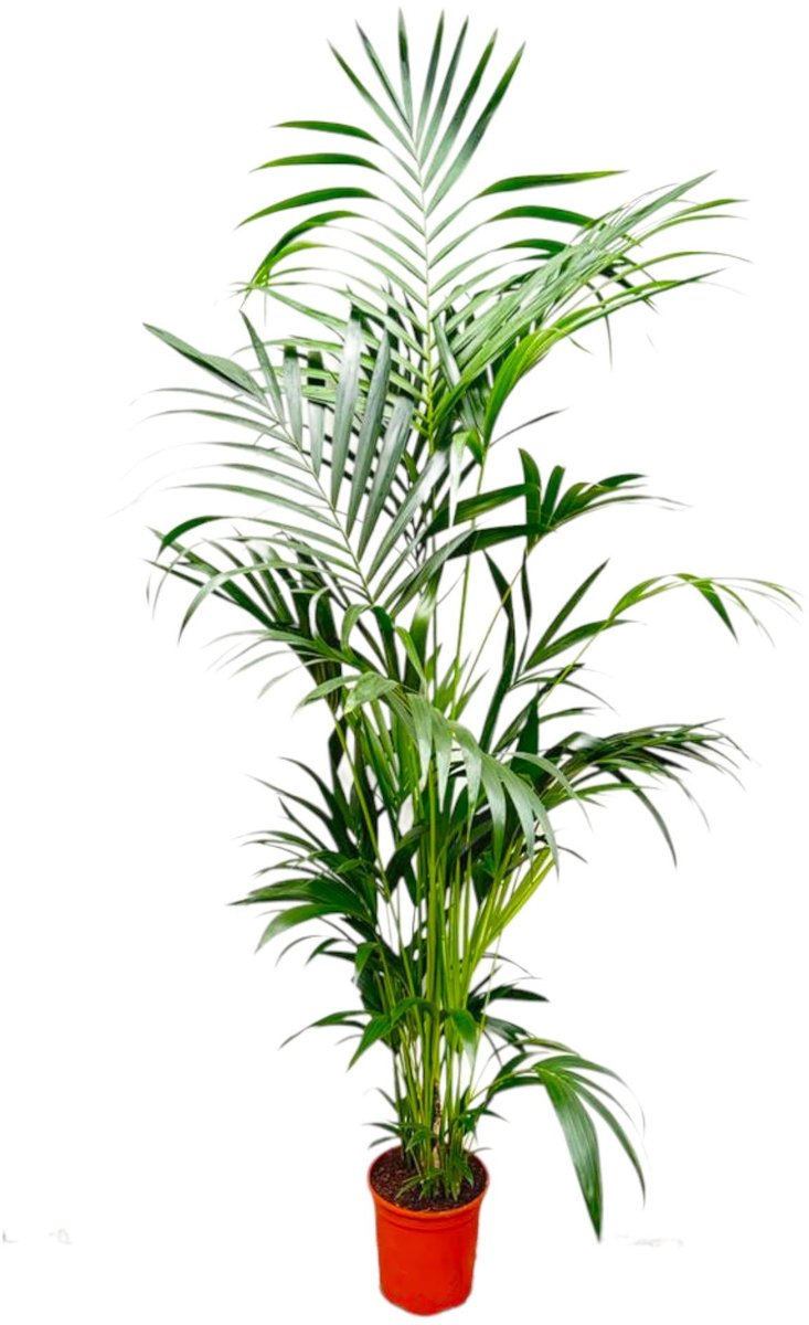 Kentia Palm - 200 cm - ø24-30cm