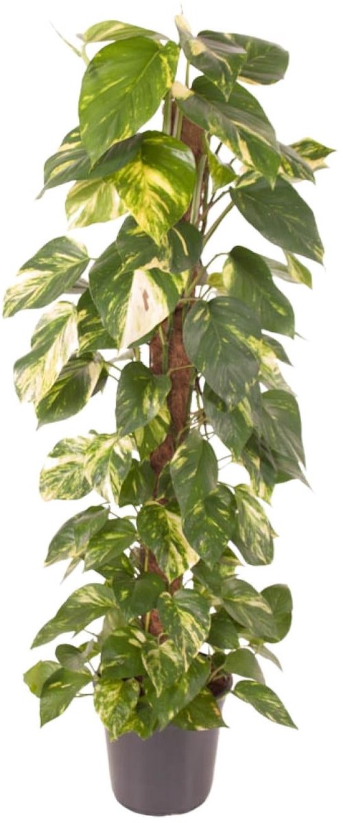 Epipremnum Pinnatum - Ø24cm - 120cm