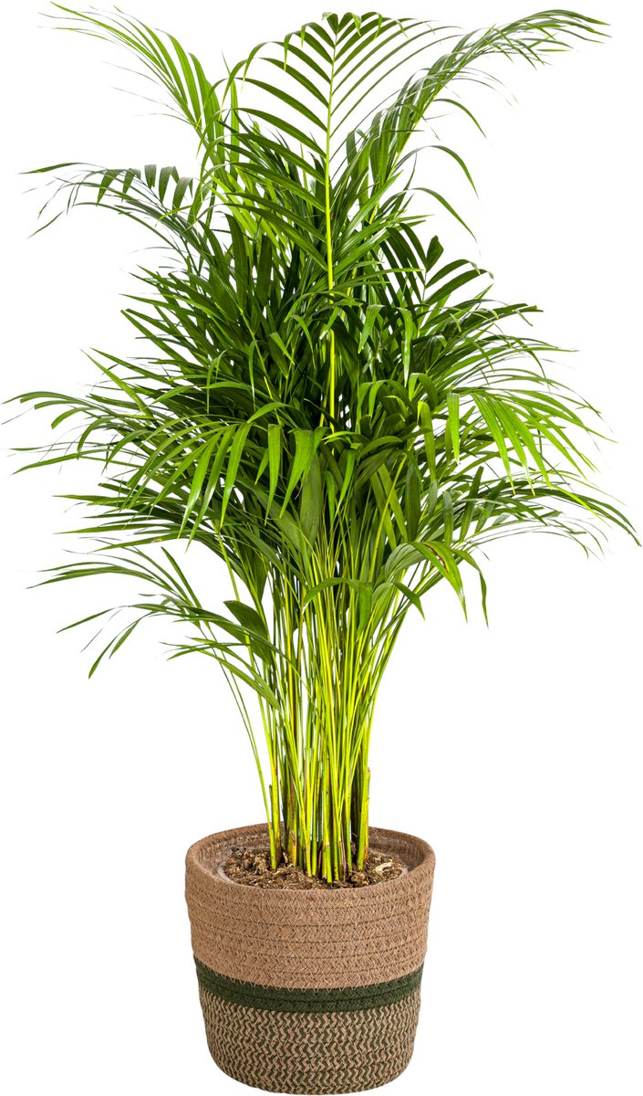 Dypsis Areca Lutescens met mand Ø21cm - 100 - 120cm