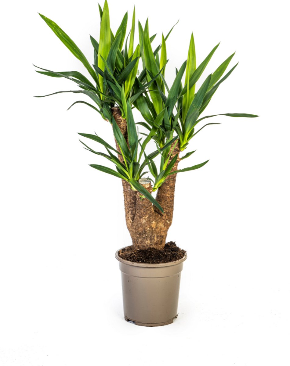 Yucca Elephantipes Vertakt Ø21cm - 60 - 70cm