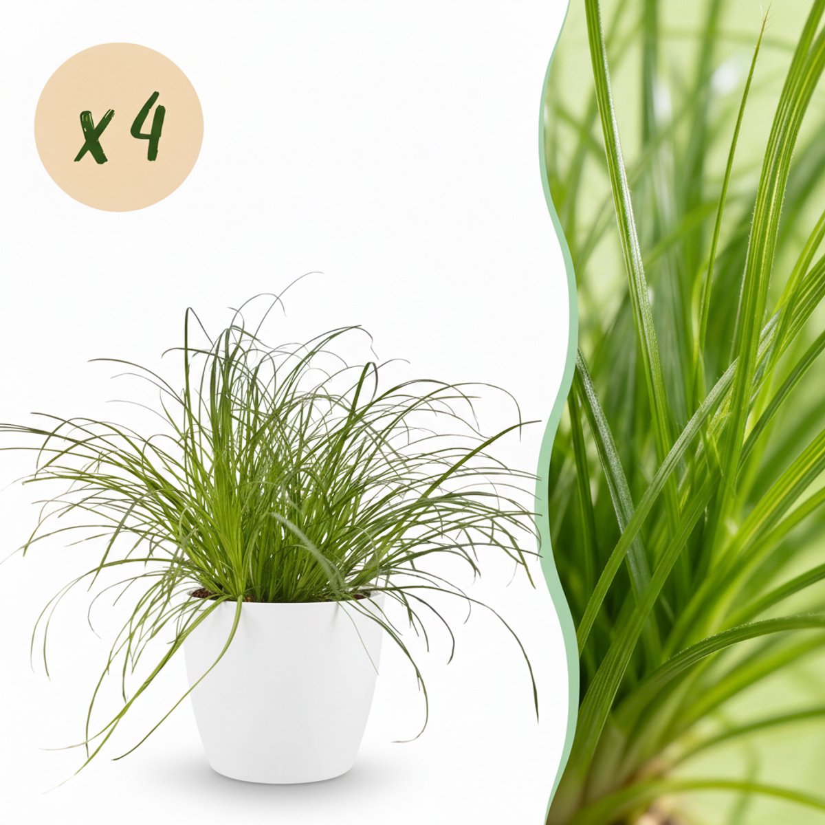 Kamerplant - Cyperus alternifolius Zumula - Kattengras - Huisdiervriendelijke Plant - Groen - 4 Planten - met Potter Wit - Pot 12cm - Hoogte 20cm