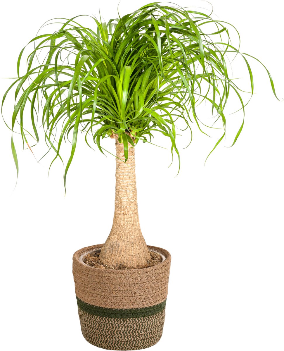 Beaucarnea Recurvata Stam met mand Ø21cm - 60 - 80cm