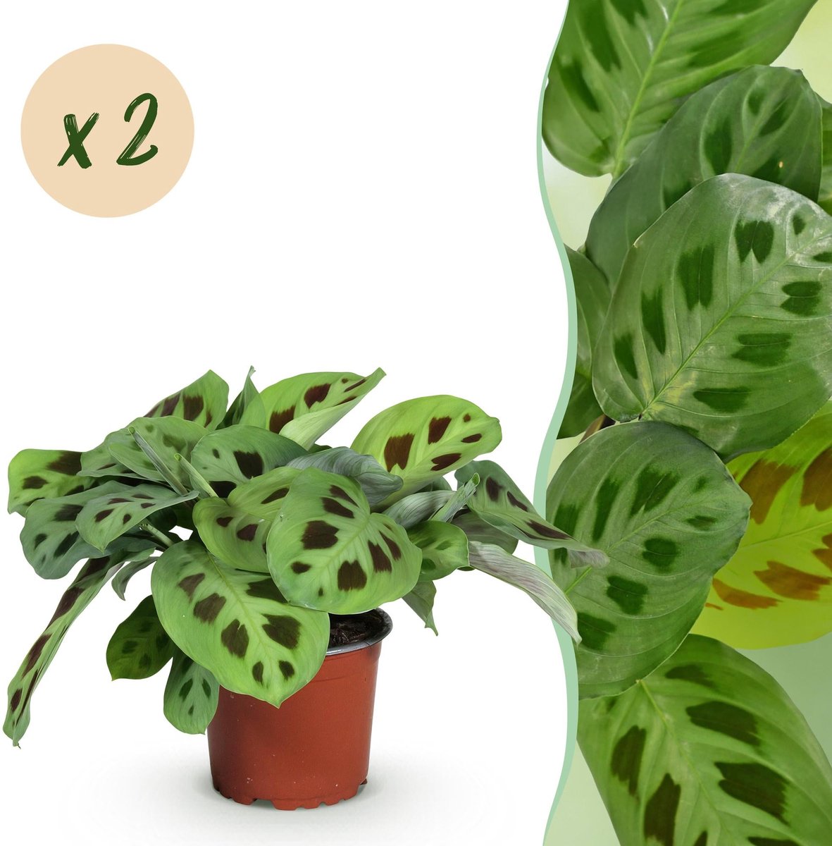 Kamerplant - Maranta Fascinator Kerchoveana - Gebedsplant - Huisdiervriendelijk - Groen - 2 Planten - Pot 12cm - Hoogte 30-35cm