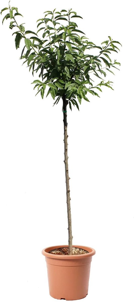 - Amandelboom - Prunus Dulcis - Echte buitenplanten - Fruitplant - Kweekpot Ø 28 cm