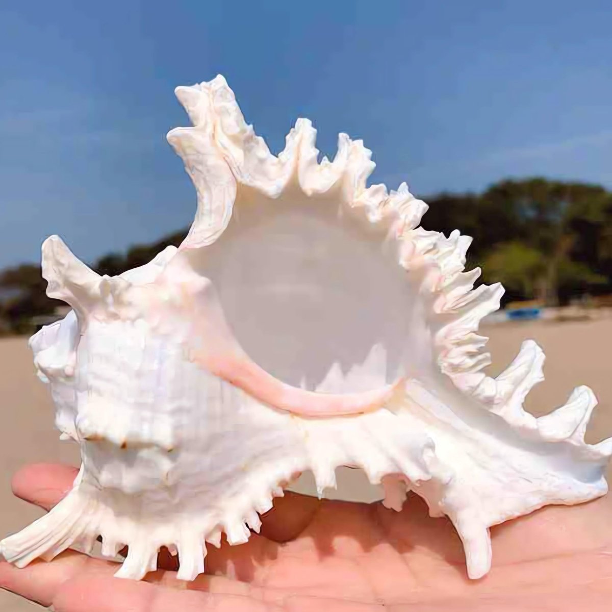 Natuurlijke Conchschelp 14 cm tot 16 cm - Vis Tank Schuilplaats - Decoratieve Zeeschelpen - Perfect voor DIY Ambachten - ShopVlot