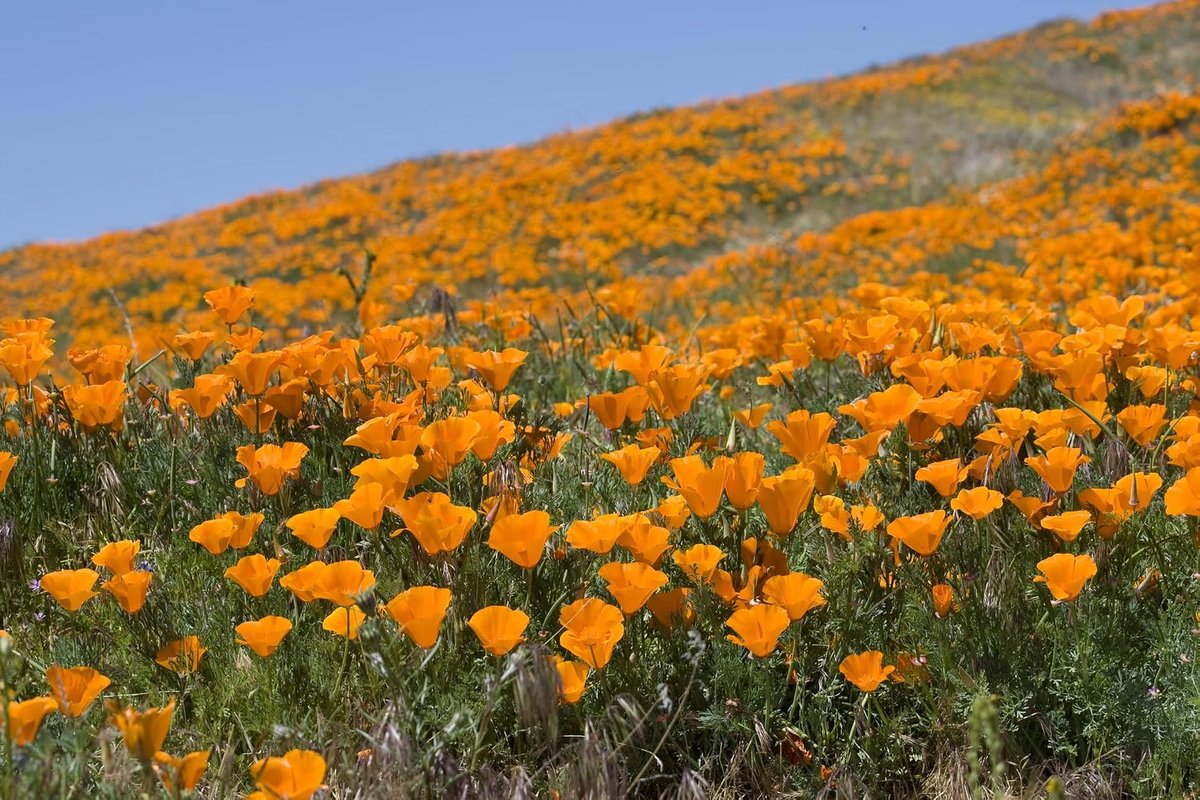 1000 zaden Californische klaproos Eschscholzia californica Bloemenweide Bijenweide