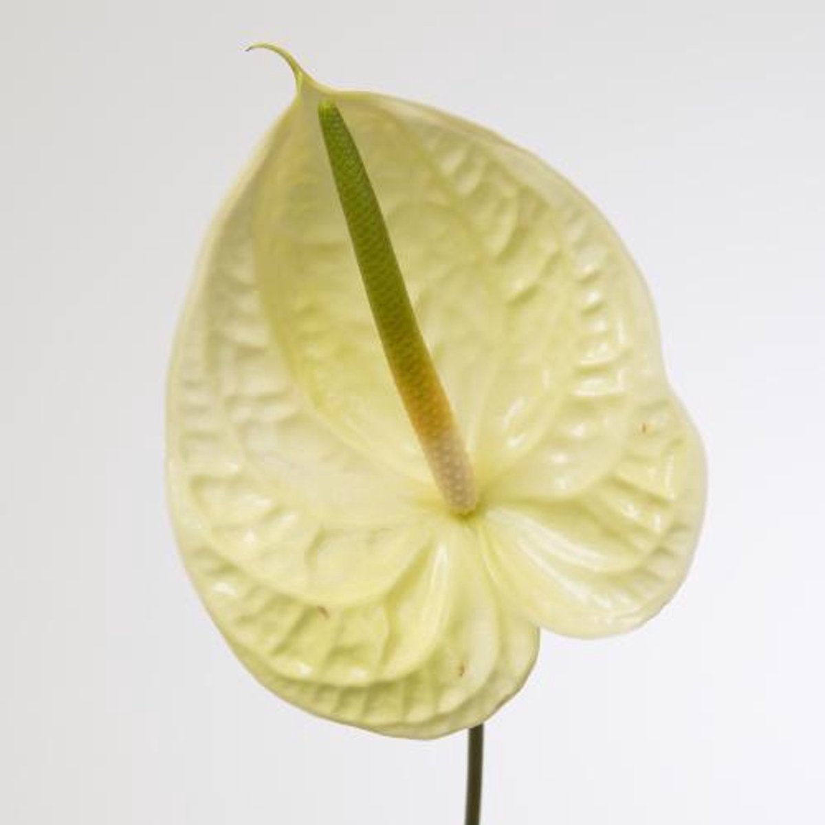 10x Anth.marysia 10cm