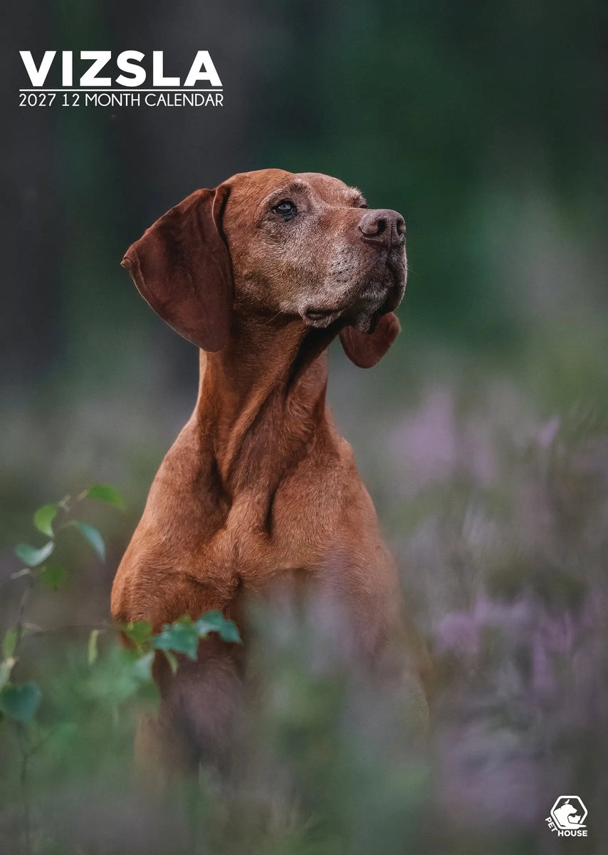 Vizsla A3 Kalender 2027