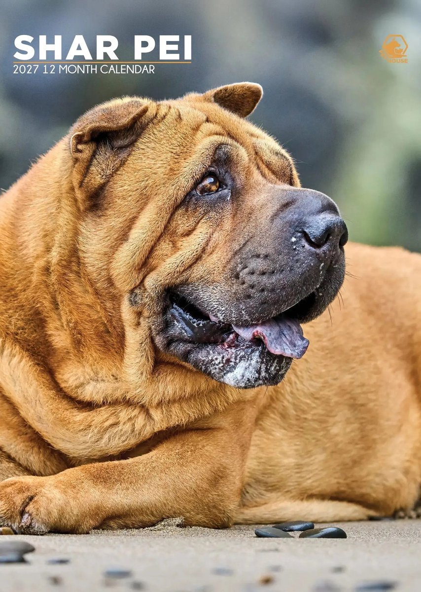 Shar Pei A3 Kalender 2027