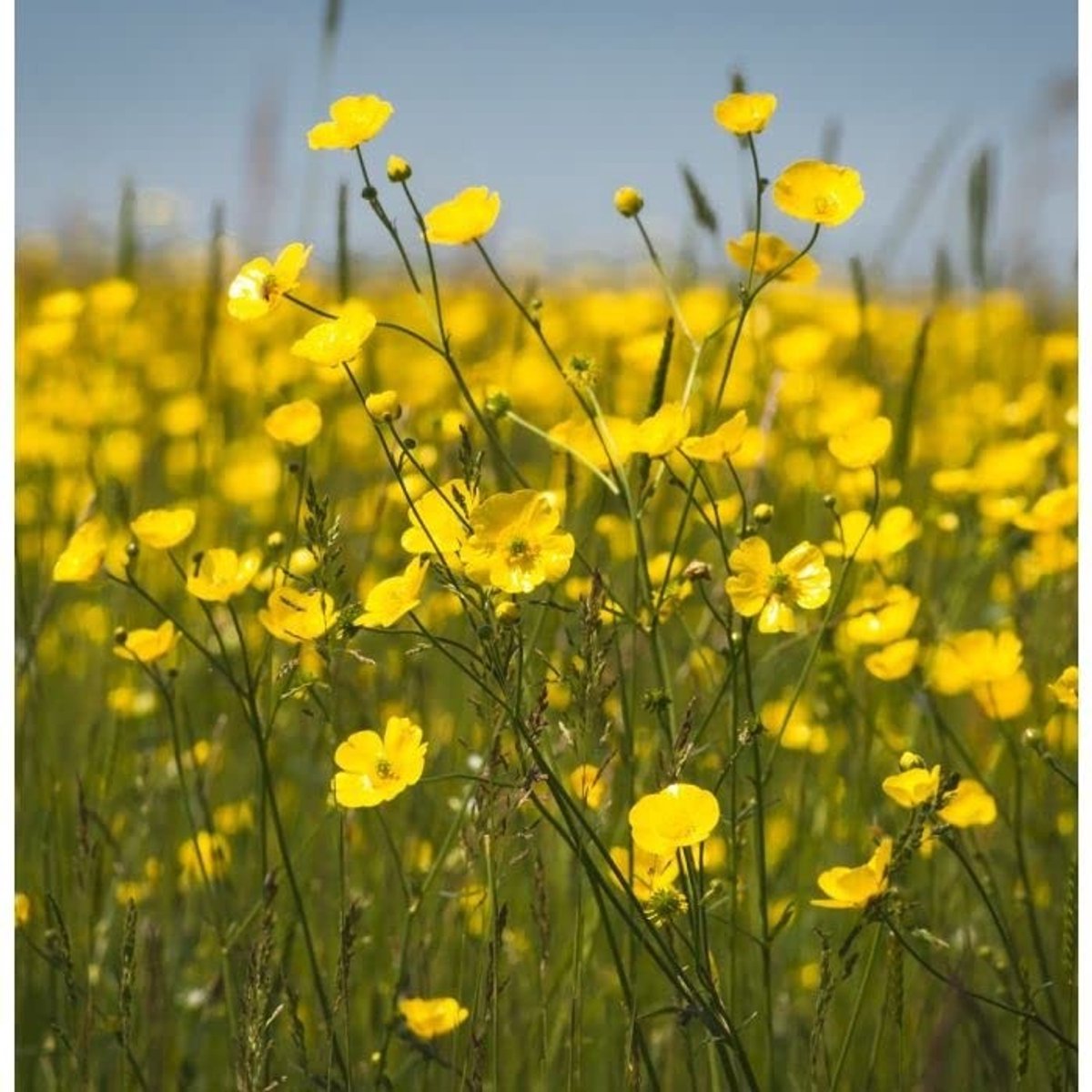 Solidchoice - Ranunculus Acris Zaden, 100 Stuks