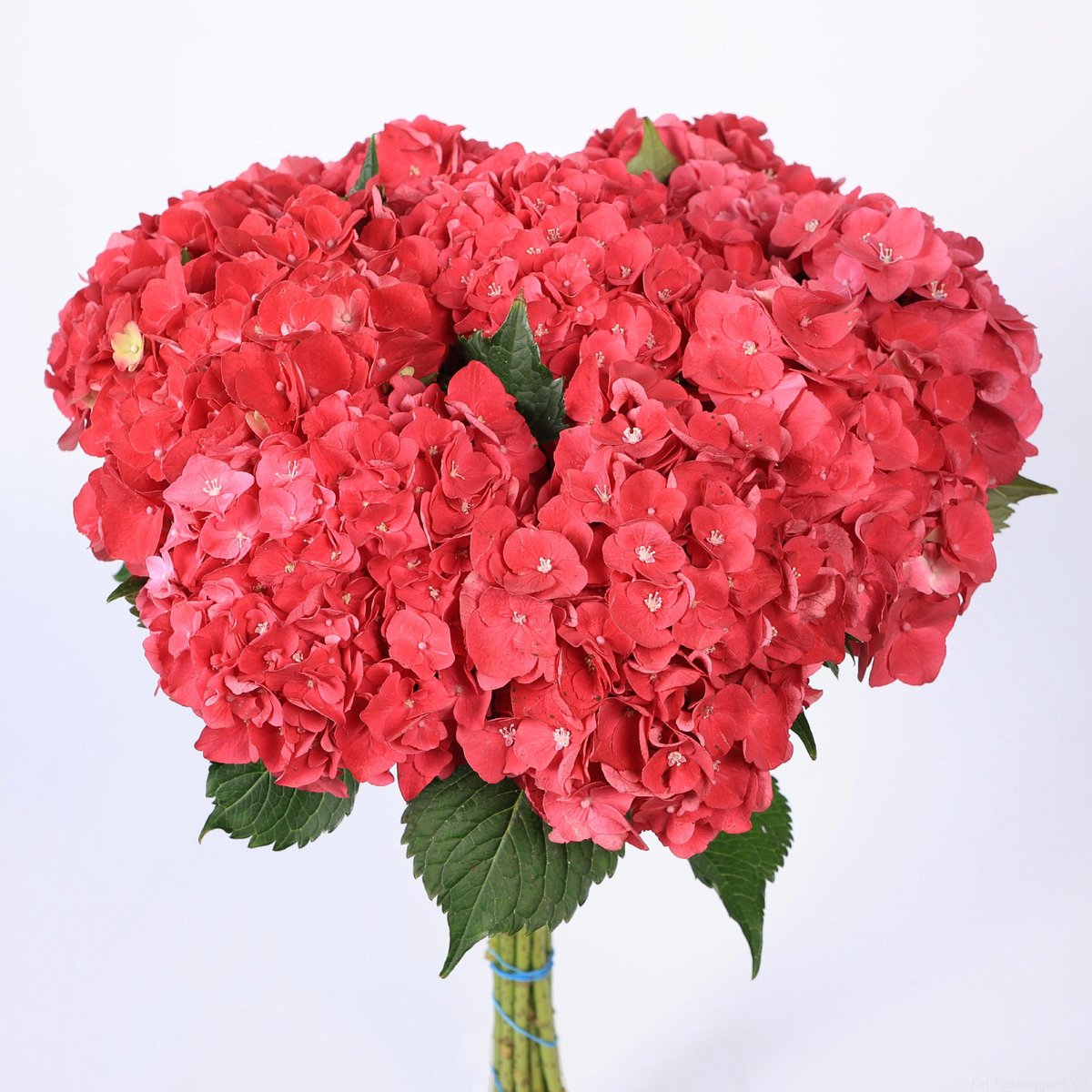 10x Hydr.mon amour 50cm