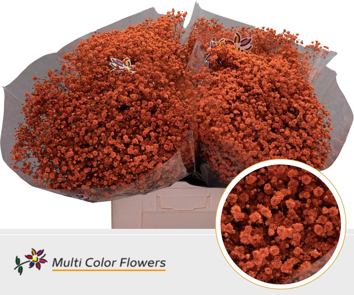 25x Gipskruid xlence oranje 70cm