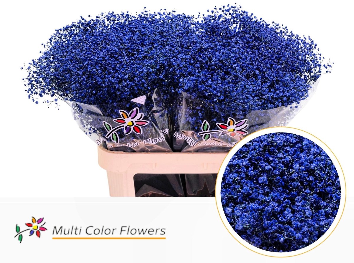 25x Gipskruid m.stars blauw 80cm