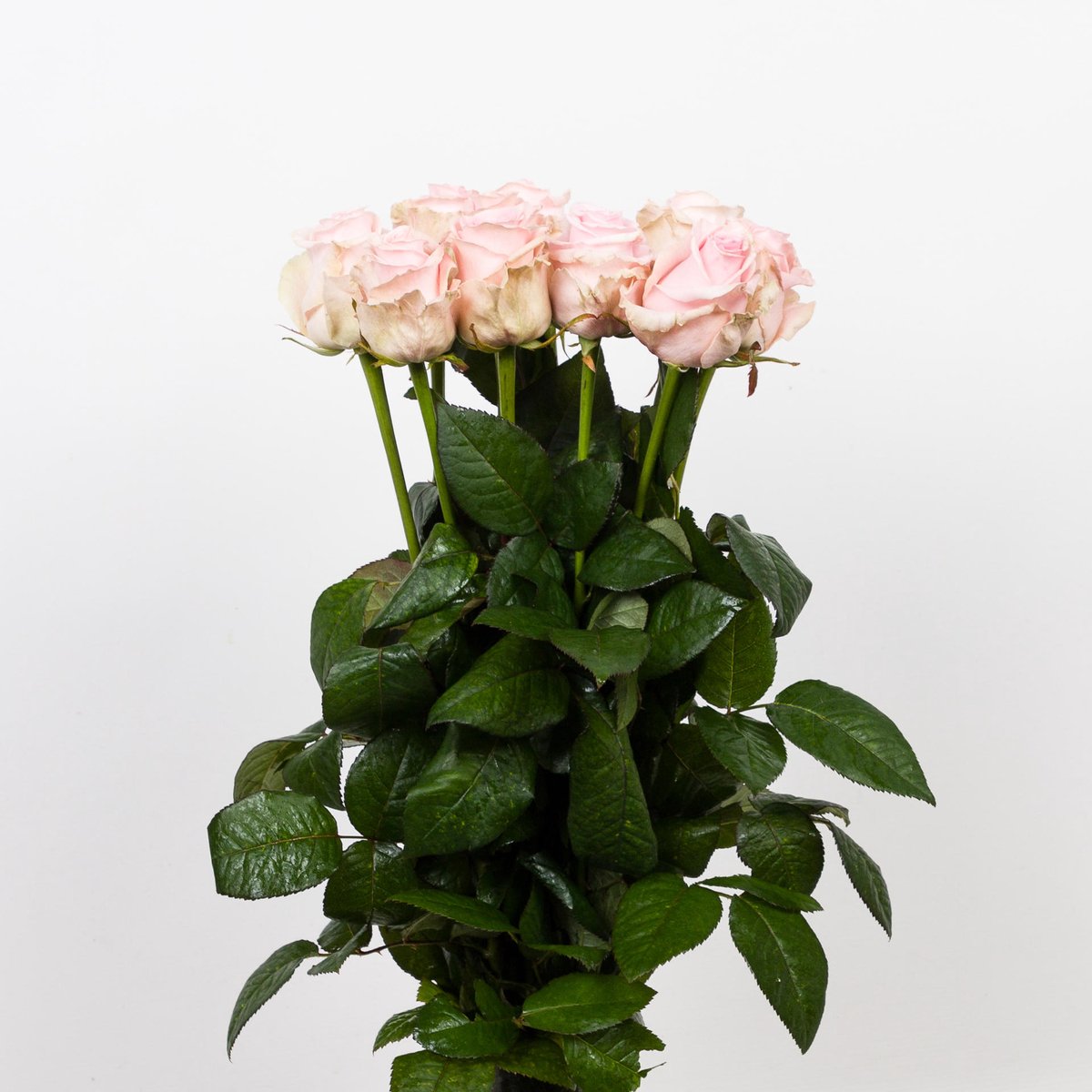 10x Rosa sweet dolomiti 70cm