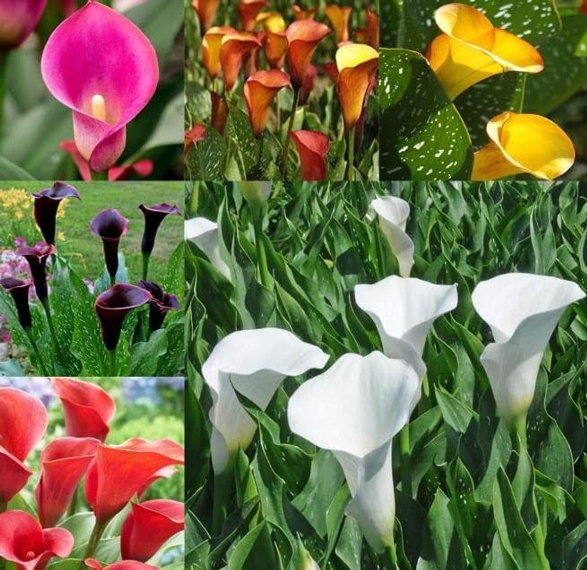 Calla Uien - Bloembollen Mix - Tuinieren Buiten - Italiaanse Herkomst - 2 Stuks - Gemengde Kleuren