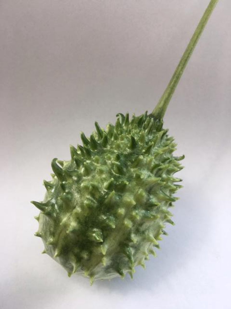 30x Sf cucumis ice tea green